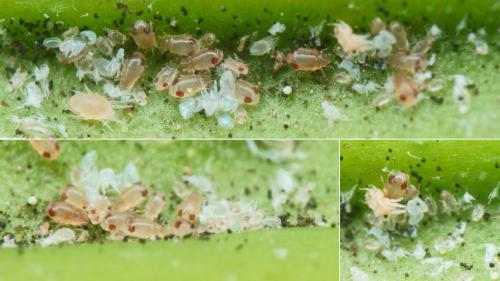 Calvolia heterocoma